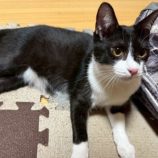 11月1日の市原店に参加するる花ねこ千葉の保護猫18