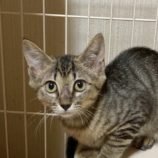 11月1日の市原店に参加するる花ねこ千葉の保護猫19