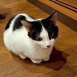 11月1日の市原店に参加するる花ねこ千葉の保護猫20