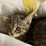 11月1日の市原店に参加するる花ねこ千葉の保護猫21