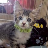 11月1日の市原店に参加するる花ねこ千葉の保護猫22