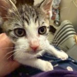 11月1日の市原店に参加するる花ねこ千葉の保護猫23