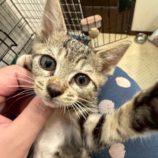 11月1日の市原店に参加するる花ねこ千葉の保護猫24