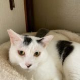 11月1日の市原店に参加するる花ねこ千葉の保護猫25