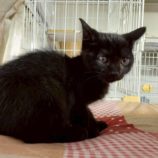 11月1日の市原店に参加するる花ねこ千葉の保護猫26