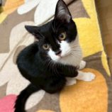 11月1日の市原店に参加するる花ねこ千葉の保護猫27