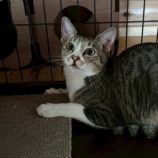 11月2日の君津店に参加する猫レンジャーの保護猫01