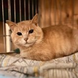 11月2日の君津店に参加する猫レンジャーの保護猫02