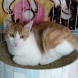 11月2日の君津店に参加する猫レンジャーの保護猫03