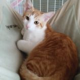 11月2日の君津店に参加する猫レンジャーの保護猫04