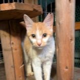 11月2日の君津店に参加する猫レンジャーの保護猫06