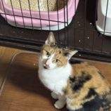 11月2日の君津店に参加する猫レンジャーの保護猫07