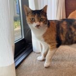 11月2日の君津店に参加する猫レンジャーの保護猫08