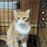 11月2日の君津店に参加する猫レンジャーの保護猫09