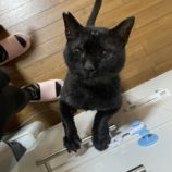 11月2日の君津店に参加する猫レンジャーの保護猫11