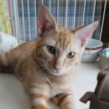 11月2日の君津店に参加する猫レンジャーの保護猫12