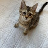 11月2日の君津店に参加する猫レンジャーの保護猫13