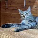 11月2日の君津店に参加する猫レンジャーの保護猫15