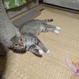 11月2日の君津店に参加する猫レンジャーの保護猫16