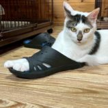 11月2日の君津店に参加する猫レンジャーの保護猫18