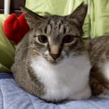 11月2日の君津店に参加する猫レンジャーの保護猫19