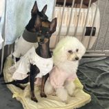 11月2日の瑞穂店に参加するdogfamの保護犬01