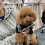 11月2日の瑞穂店に参加するdogfamの保護犬02