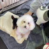 11月2日の瑞穂店に参加するdogfamの保護犬03