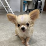 11月2日の瑞穂店に参加するdogfamの保護犬04