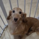 11月2日の瑞穂店に参加するdogfamの保護犬05