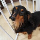 11月2日の瑞穂店に参加するdogfamの保護犬06