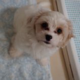 11月2日の瑞穂店に参加するdogfamの保護犬07