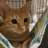 11月2日の守谷店に参加するにゃんこの大冒険の保護猫01