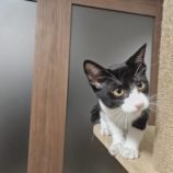 11月2日の守谷店に参加するにゃんこの大冒険の保護猫02