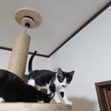 11月2日の守谷店に参加するにゃんこの大冒険の保護猫03