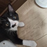 11月2日の守谷店に参加するにゃんこの大冒険の保護猫04