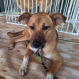 10月26日の新田店に参加するる命こそ宝の保護犬01