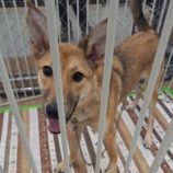 10月26日の新田店に参加するる命こそ宝の保護犬03