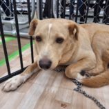 10月26日の新田店に参加するる命こそ宝の保護犬04