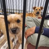 10月26日の新田店に参加するる命こそ宝の保護犬05