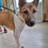 10月26日の新田店に参加するる命こそ宝の保護犬06