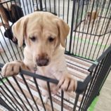 10月26日の新田店に参加するる命こそ宝の保護犬07