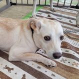 10月26日の新田店に参加するる命こそ宝の保護犬08