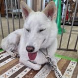 10月26日の新田店に参加するる命こそ宝の保護犬09