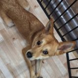 10月26日の新田店に参加するる命こそ宝の保護犬10