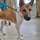 11月2日の吉岡店に参加するる命こそ宝の保護犬01