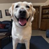 11月2日の吉岡店に参加するる命こそ宝の保護犬04