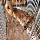 11月2日の吉岡店に参加するる命こそ宝の保護犬05