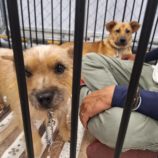 11月2日の吉岡店に参加するる命こそ宝の保護犬06