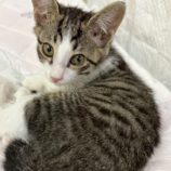 11月16日の千葉ニュータウン店店に参加する花ねこ千葉の保護猫01